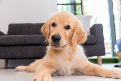 犬が『お姉さん座り』をする理由４選　放っておいても大丈夫？今すぐ病院へ行くべき状態まで