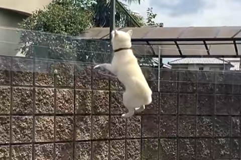 大好きな『親戚のおじさん』の車を見つけた犬→庭の塀から…まさかの『必死なアピール』が132万再生「おじさん視点見たいｗ」「前世で恋人？」