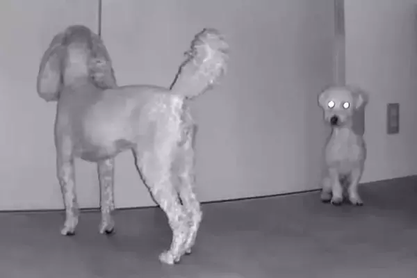 外出して5分間、留守番する犬たちをカメラで見てみたら…情報量が多すぎる『カオスな光景』が12万再生「犬型ルンバｗ」「デパートの屋上で草」