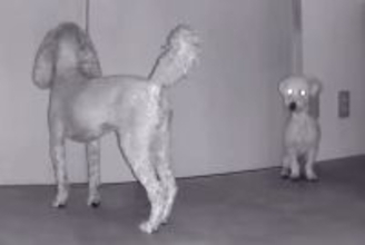 外出して5分間、留守番する犬たちをカメラで見てみたら…情報量が多すぎる『カオスな光景』が12万再生「犬型ルンバｗ」「デパートの屋上で草」