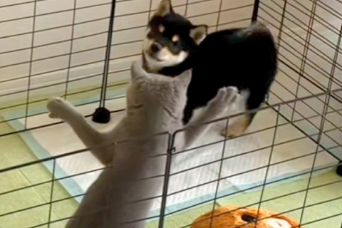 子犬のケージに侵入した猫→優しく『猫パンチ』をした結果…とんでもなく尊い『真似っ子する光景』に悶絶の声「なんて短いおてて」「可愛い」
