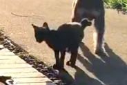 朝、外に出てみると『ひとりぼっちのボロボロ子猫』を発見→犬が近づいていって…まさかの『運命的な出会い』が28万再生「涙出た」現在の様子も