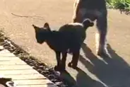 朝、外に出てみると『ひとりぼっちのボロボロ子猫』を発見→犬が近づいていって…まさかの『運命的な出会い』が28万再生「涙出た」現在の様子も