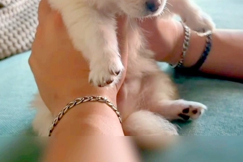赤ちゃん犬を抱えていたら、手の中で眠ってしまい…眠さの限界を迎えて見せた『ぬいぐるみすぎる光景』に悶絶「めちゃかわいい…」「天使がいる」