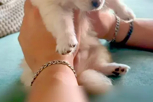 赤ちゃん犬を抱えていたら、手の中で眠ってしまい…眠さの限界を迎えて見せた『ぬいぐるみすぎる光景』に悶絶「めちゃかわいい…」「天使がいる」