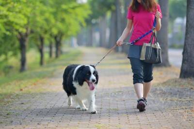 長く散歩に行かなければならない犬種5選　たくさんの運動量が必要な犬の特徴まで