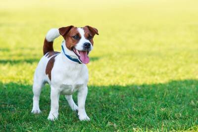 長く散歩に行かなければならない犬種5選　たくさんの運動量が必要な犬の特徴まで