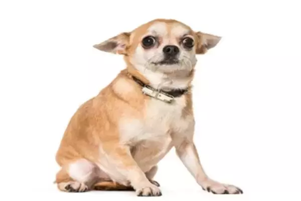 犬が『何かに怯えている時』にする仕草や行動6選　飼い主が取るべき対処法とは？