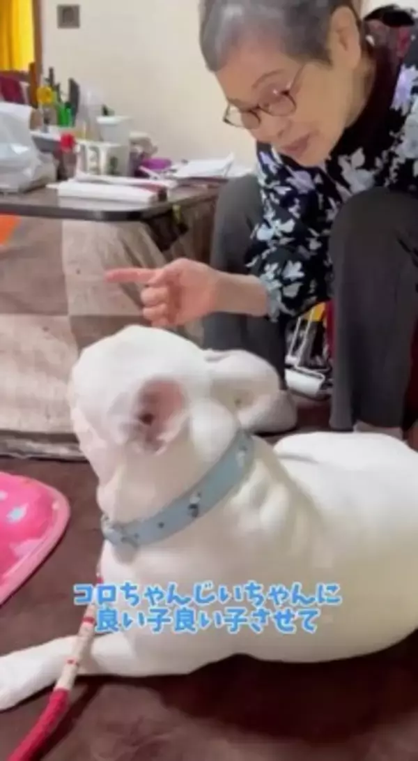 おばあちゃんにばかり甘える犬→おじいちゃんが拗ねてしまい…『尊すぎる結末』が82万再生「じいちゃんも可愛い」「幸せそうでニヤけた」と絶賛