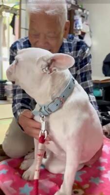 おばあちゃんにばかり甘える犬→おじいちゃんが拗ねてしまい…『尊すぎる結末』が82万再生「じいちゃんも可愛い」「幸せそうでニヤけた」と絶賛