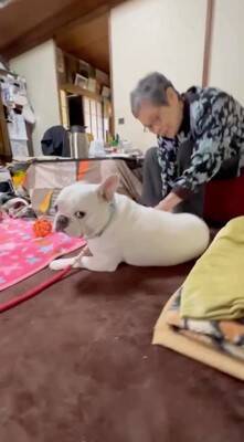 おばあちゃんにばかり甘える犬→おじいちゃんが拗ねてしまい…『尊すぎる結末』が82万再生「じいちゃんも可愛い」「幸せそうでニヤけた」と絶賛
