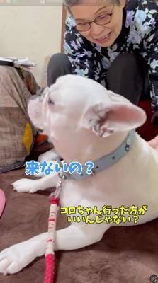 おばあちゃんにばかり甘える犬→おじいちゃんが拗ねてしまい…『尊すぎる結末』が82万再生「じいちゃんも可愛い」「幸せそうでニヤけた」と絶賛