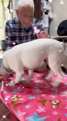 おばあちゃんにばかり甘える犬→おじいちゃんが拗ねてしまい…『尊すぎる結末』が82万再生「じいちゃんも可愛い」「幸せそうでニヤけた」と絶賛