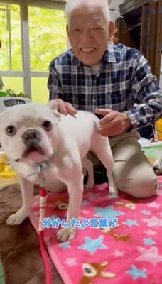 おばあちゃんにばかり甘える犬→おじいちゃんが拗ねてしまい…『尊すぎる結末』が82万再生「じいちゃんも可愛い」「幸せそうでニヤけた」と絶賛