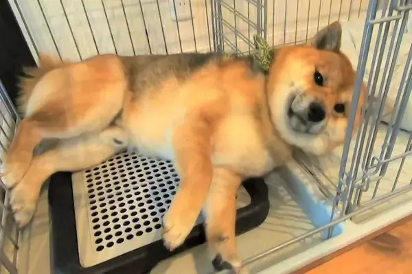 雨の日の散歩が嫌すぎる犬→『絶対に行かない』と駄々をこねて…まさかの『人間味のある拒否の仕方』に爆笑「よほど嫌なんだｗ」「笑ったｗｗ」