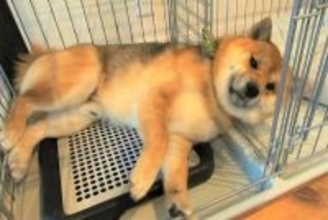 雨の日の散歩が嫌すぎる犬→『絶対に行かない』と駄々をこねて…まさかの『人間味のある拒否の仕方』に爆笑「よほど嫌なんだｗ」「笑ったｗｗ」