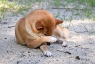 犬が『顔をカキカキする』理由５選　痒そうにしているときの対処法まで