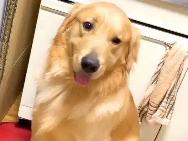 お父さんが『お手』と言うと神対応をする大型犬→お母さんが試した結果…差がありすぎる『態度の違い』が431万再生「感情出し過ぎで草」