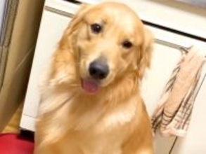 お父さんが『お手』と言うと神対応をする大型犬→お母さんが試した結果…差がありすぎる『態度の違い』が431万再生「感情出し過ぎで草」