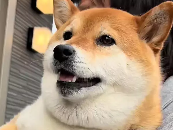 柴犬が『予防接種』を受けにきた結果→病院に到着した瞬間…怖がって見せた『思わず応援したくなる行動』が16万再生「エライ」「よく頑張った」