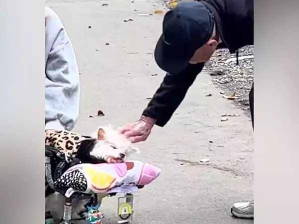 17歳の老犬を散歩中、話しかけてくれたおじいちゃん→同じ歳の愛犬を亡くしていて…愛情にあふれたエピソードに感動「素敵」「優しさが伝わる」