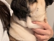 電話しているフリで『犬が好きな言葉』を言った結果…おもしろ可愛い『リアクション』が210万再生「お話ちゃんと聞いてる」「島忠ｗ」と反響