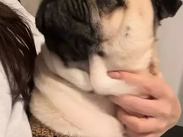 電話しているフリで『犬が好きな言葉』を言った結果…おもしろ可愛い『リアクション』が210万再生「お話ちゃんと聞いてる」「島忠ｗ」と反響