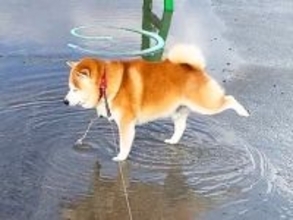 雨上がりの散歩中、水たまりに入ろうとする犬→思ったよりも深くて…『感情がダダ漏れなリアクション』が16万再生「マジで情けなくて草」と爆笑