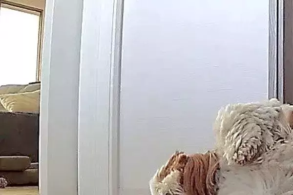 お留守番をする犬→『寂しがっていないかな』と心配でカメラを見た結果…思っていたのと違う光景に反響「行き倒れかな…ｗ」と爆笑の声