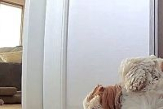 お留守番をする犬→『寂しがっていないかな』と心配でカメラを見た結果…思っていたのと違う光景に反響「行き倒れかな…ｗ」と爆笑の声