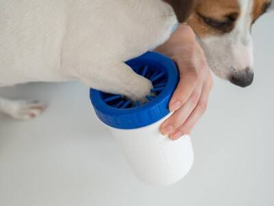 犬にとって必要がない『お世話』５選　過剰な行動が悪影響を与えることも…適切なケアまで解説