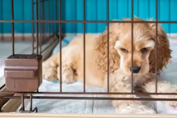 犬の『ケージ』正しい掃除の頻度とは？衛生面を保つために必ずすべきことまでご紹介