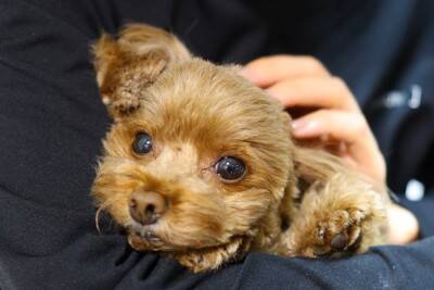 『記憶力がいい』といわれている犬種4選　学習能力が高い理由や飼い方の注意点まで