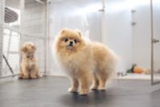 『ペットホテル』に預けられた犬の過ごし方とは？事前に知っておくべき注意点まで