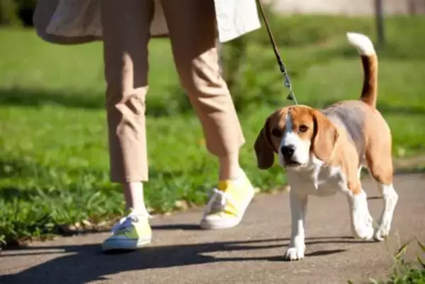 犬が不満を感じる『散歩の仕方』５選　毎日の散歩を楽しんでもらうためにできることまで