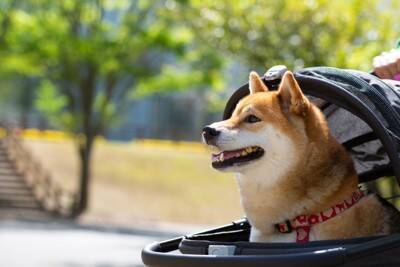 犬が不満を感じる『散歩の仕方』５選　毎日の散歩を楽しんでもらうためにできることまで