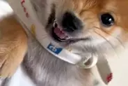 寝ている妻に近づいた結果→小さな子犬が『ママを起こすな！』とブチギレて…全く怖くない『尊い光景』が183万再生「可愛い攻撃」「守ってる」