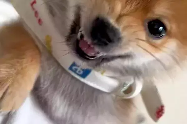 寝ている妻に近づいた結果→小さな子犬が『ママを起こすな！』とブチギレて…全く怖くない『尊い光景』が183万再生「可愛い攻撃」「守ってる」