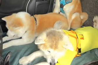 軽自動車の後部座席に『3頭の秋田犬を乗せた』結果→一番体格のいいワンコが…思っていたのと違う光景が20万再生「遠慮してて草」「困り顔ｗ」