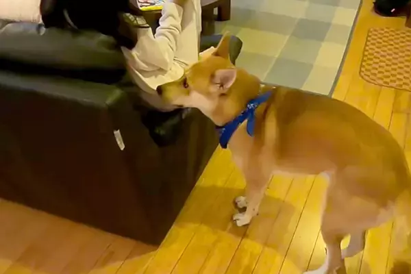雷が鳴っている日、音で怖くなってしまった保護犬→お姉ちゃんに助けを求めにいって…赤ちゃんのような行動に絶賛「仕草がたまらん」「かわいい」
