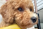 雨の日、抱っこでお出かけする犬→傘を差していると、いつも必ず…まさかの『優しすぎるお手伝い』に1万いいね「なんて愛らしい」「おてて最高」