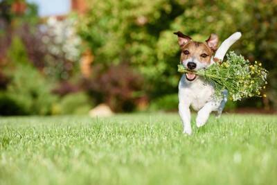 犬に『感謝の気持ち』を伝える方法5選　ありがとうを伝えるために飼い主が意識すべきポイントとは？