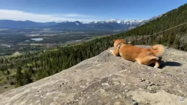 柴犬と『海外で登山』してみたら…岩場をいとも簡単に登っていく姿と絶景に「息を止めて見入っていました」「凄いです」と感動の声