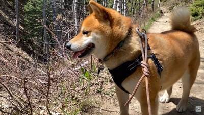 柴犬と『海外で登山』してみたら…岩場をいとも簡単に登っていく姿と絶景に「息を止めて見入っていました」「凄いです」と感動の声