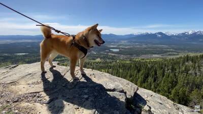 柴犬と『海外で登山』してみたら…岩場をいとも簡単に登っていく姿と絶景に「息を止めて見入っていました」「凄いです」と感動の声
