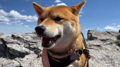 柴犬と『海外で登山』してみたら…岩場をいとも簡単に登っていく姿と絶景に「息を止めて見入っていました」「凄いです」と感動の声