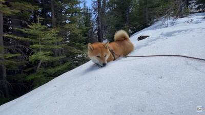 柴犬と『海外で登山』してみたら…岩場をいとも簡単に登っていく姿と絶景に「息を止めて見入っていました」「凄いです」と感動の声