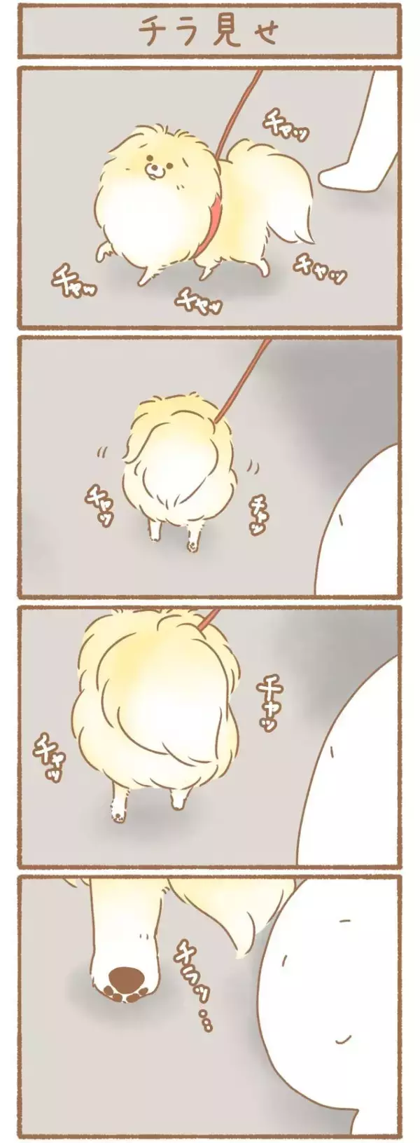 ただの犬好きです。【第336話】「チラ見せ」