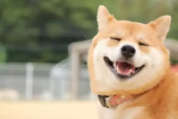 犬が『あなたといると落ち着く』と思っているときのサイン5選　居心地のいい環境とは？愛犬にリラックスしてもらう秘訣まで