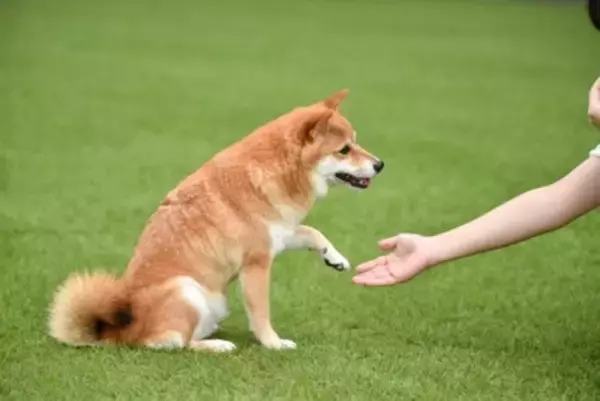 犬に『お手』を教えるメリットとは？　可愛いだけではない日常生活に役立つ理由をご紹介
